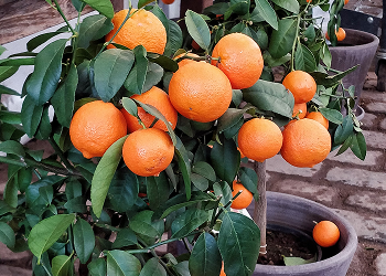 Fruit Plants